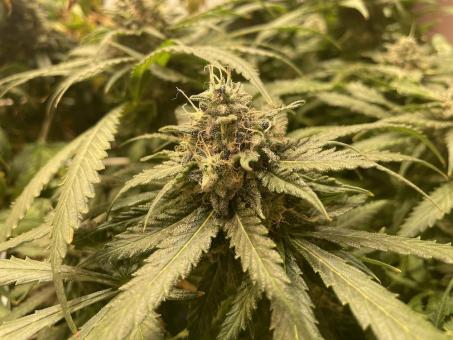 Golosa Early Version - картинка 3