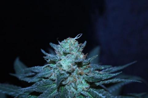 Rainbow Road - картинка 5