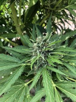 Auto Wappa - картинка 4