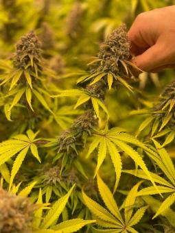 Moby Dick - картинка 2