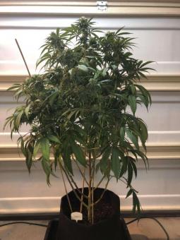 Sensi Star - картинка 2