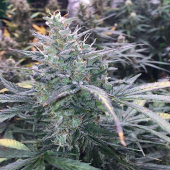 Buddha Red Dwarf Auto - картинка 3