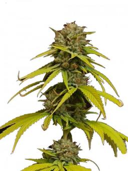 Auto Olympia - картинка 5