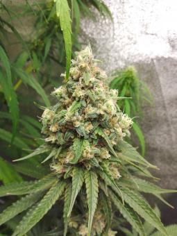 Buddha Auto Cookie - картинка 4