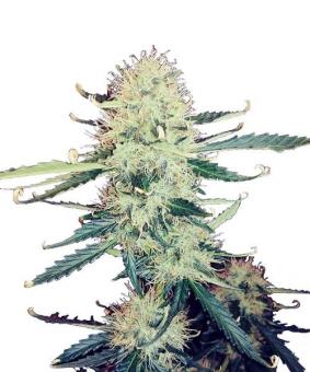 Auto Nefertiti - картинка 1