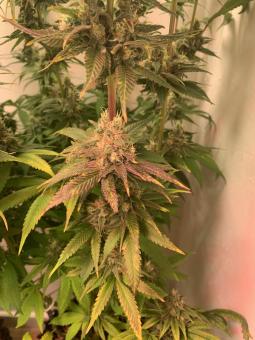 Train Wreck - картинка 2