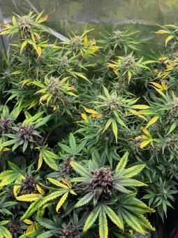 Buddha Auto Ak - картинка 5