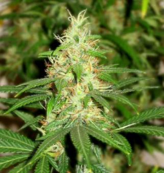 Master Kush Auto - картинка 9