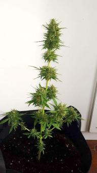 Vertigo Auto - картинка 4