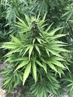 Auto Wappa - картинка 6