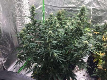 Buddha Red Dwarf Auto - картинка 1