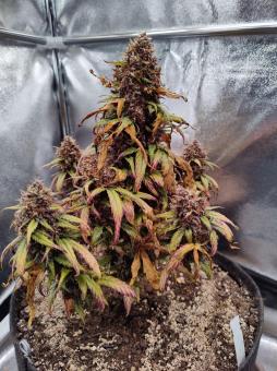 Melonade Runtz - картинка 1