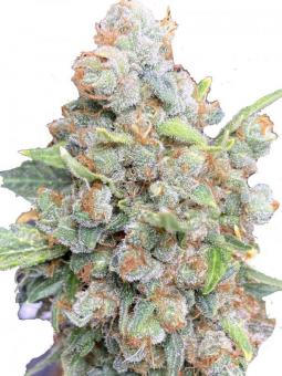 Auto Elephant - картинка 1