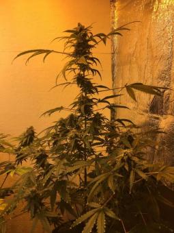 Auto Gelato Genetics - картинка 4