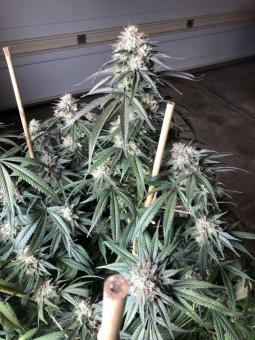 Sensi Star - картинка 6