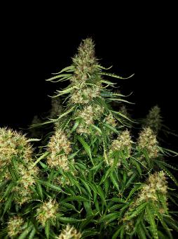 Z-Up Auto - картинка 1