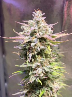 Auto Kong 4 Auto - картинка 1