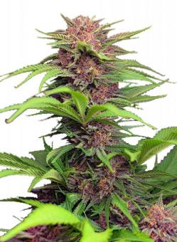 Red Mimosa XL Auto - картинка 5