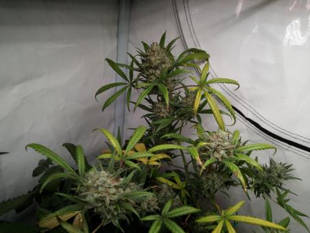 Jealousy Z XL Auto - картинка 3