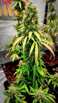 Medikit - картинка 3