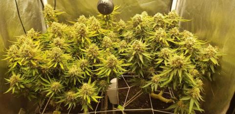 Jock Horror Auto - картинка 4