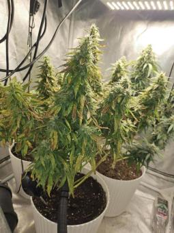 AK74 Fast - картинка 2