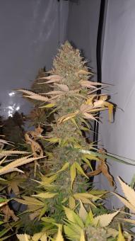 Jacky White - картинка 4