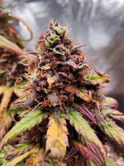 Melonade Runtz - картинка 5