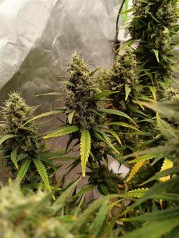 Strawberry Gorilla Auto - картинка 2