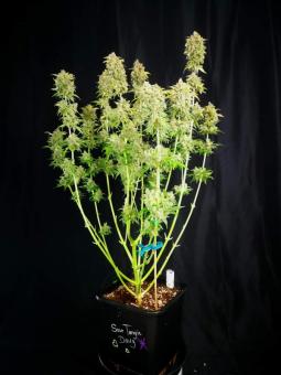 Sour Tangie Dawg - картинка 2