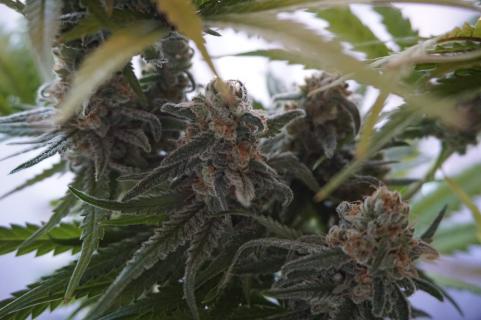 Super Bud - картинка 5