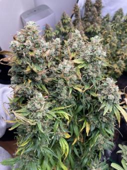 Californian Gold - картинка 4