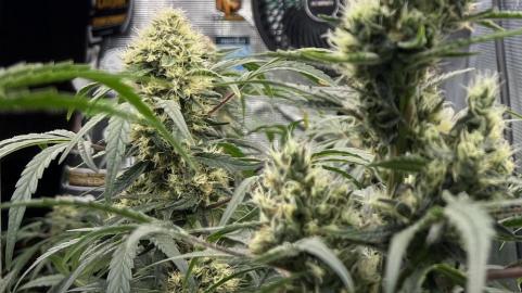 Gorilla - картинка 5