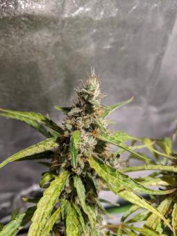 Black Jack Auto - картинка 4