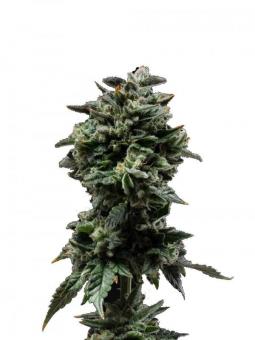 Strawberry Cookies - картинка 1