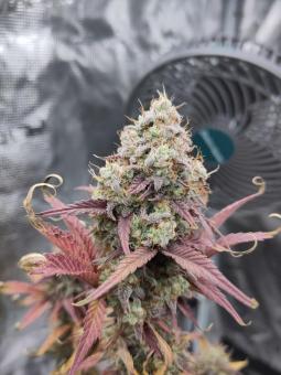 Mexican Airlines Auto - картинка 2