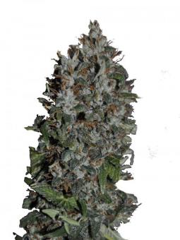 Californian Gold - картинка 1