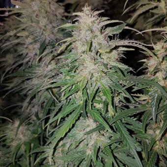 Gorilla Auto (Gorilla Glue Auto) - картинка 3