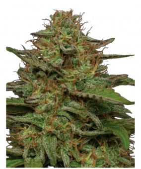 Strawberry Cheesecake Auto - картинка 1