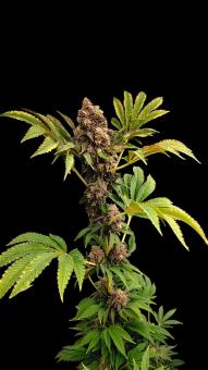 Lemonpaya - картинка 1