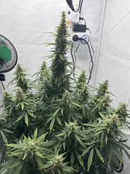 Wendy Auto - картинка 3