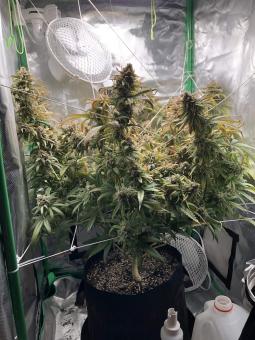 Wendy - картинка 1