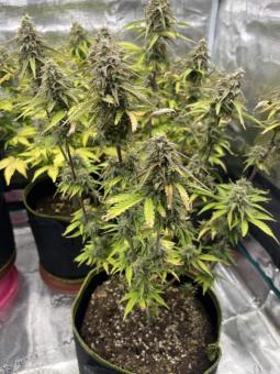 Trainwreck Auto - картинка 7