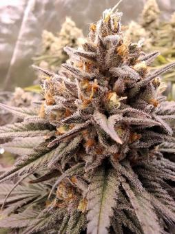 Gelato - картинка 1