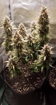 Red Mimosa XL Auto - картинка 1