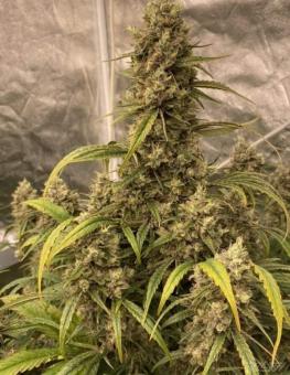 West Coast OG x Gelato Auto 41 - картинка 7