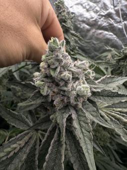 Mokum’s Tulip - картинка 1