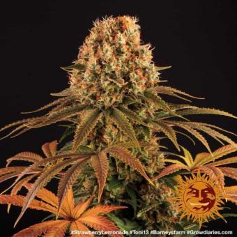 Strawberry Lemonade - картинка 7