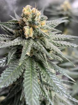 Exodus Cheese - картинка 4