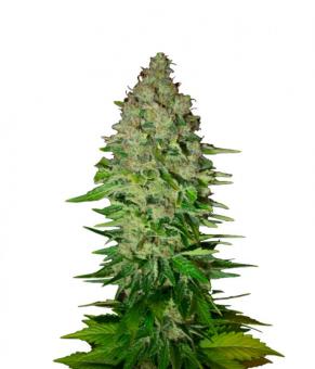 Cream 47 - картинка 4